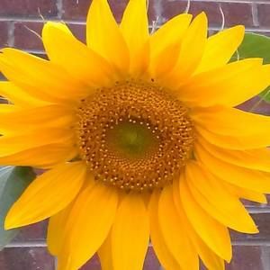 Meet your Posher, Anita